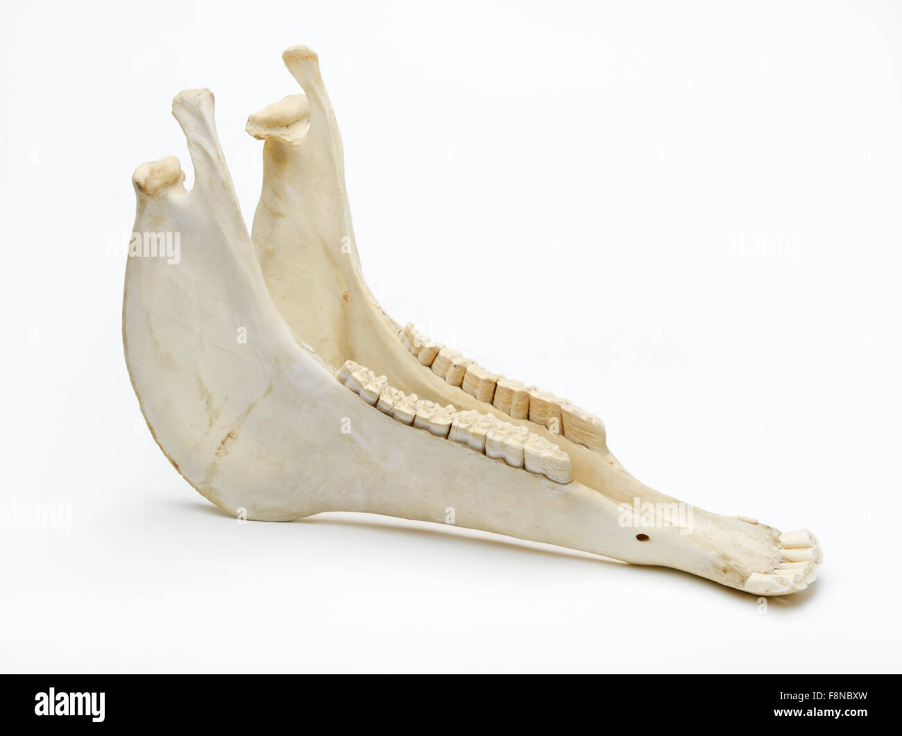 Lower jaw of a horse, Equus ferus caballus Stock Photo
