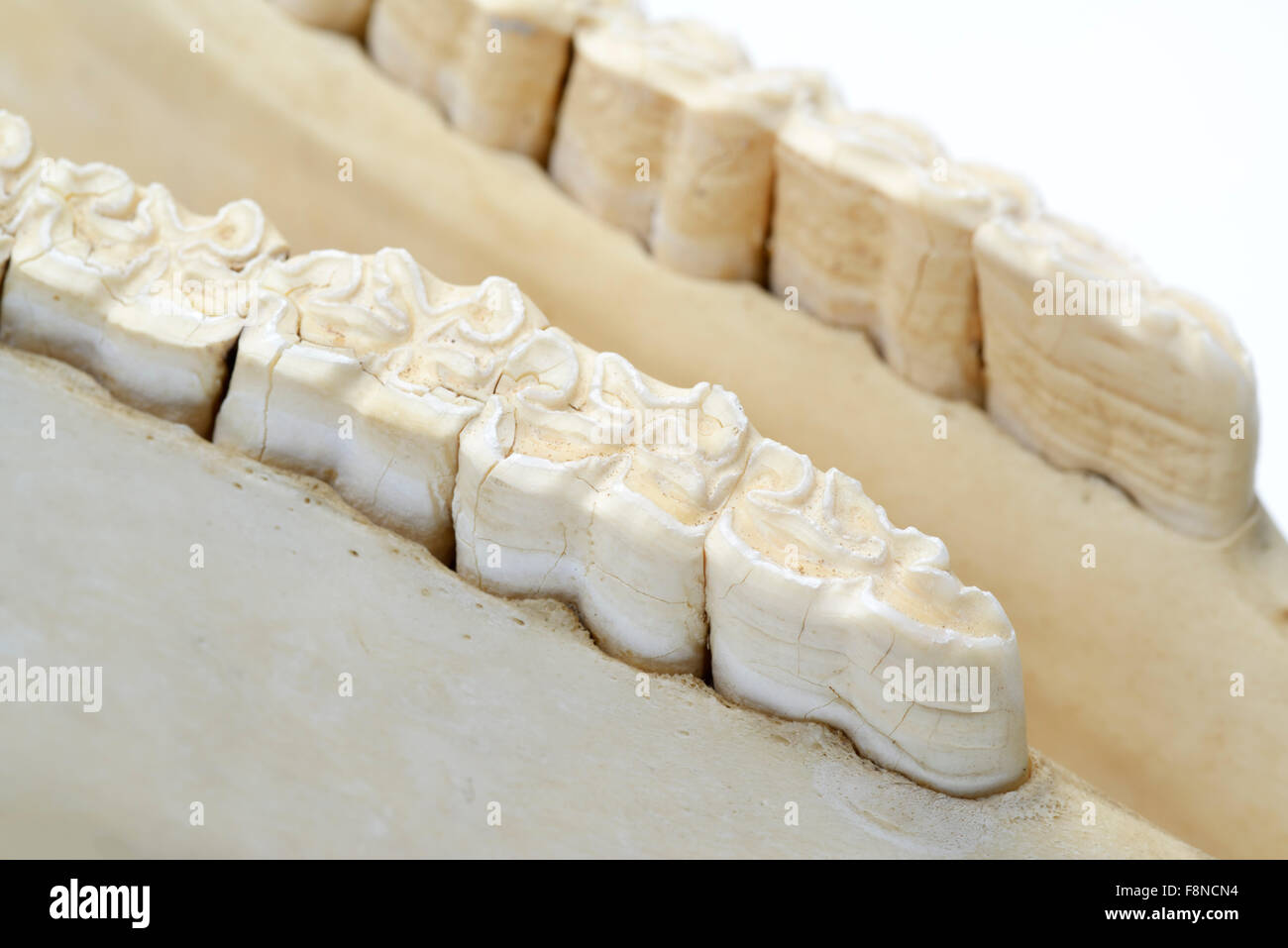 Row of molar teeth in lower jaw of a horse, Equus ferus caballus Stock