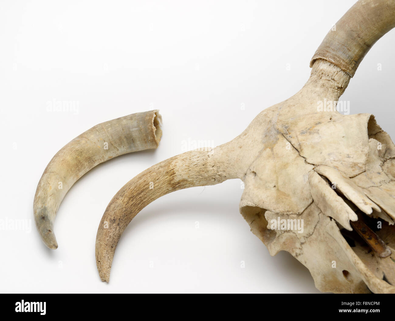 Cattle skull with sheath of horn (keratin) removed from the underlying bone Stock Photo