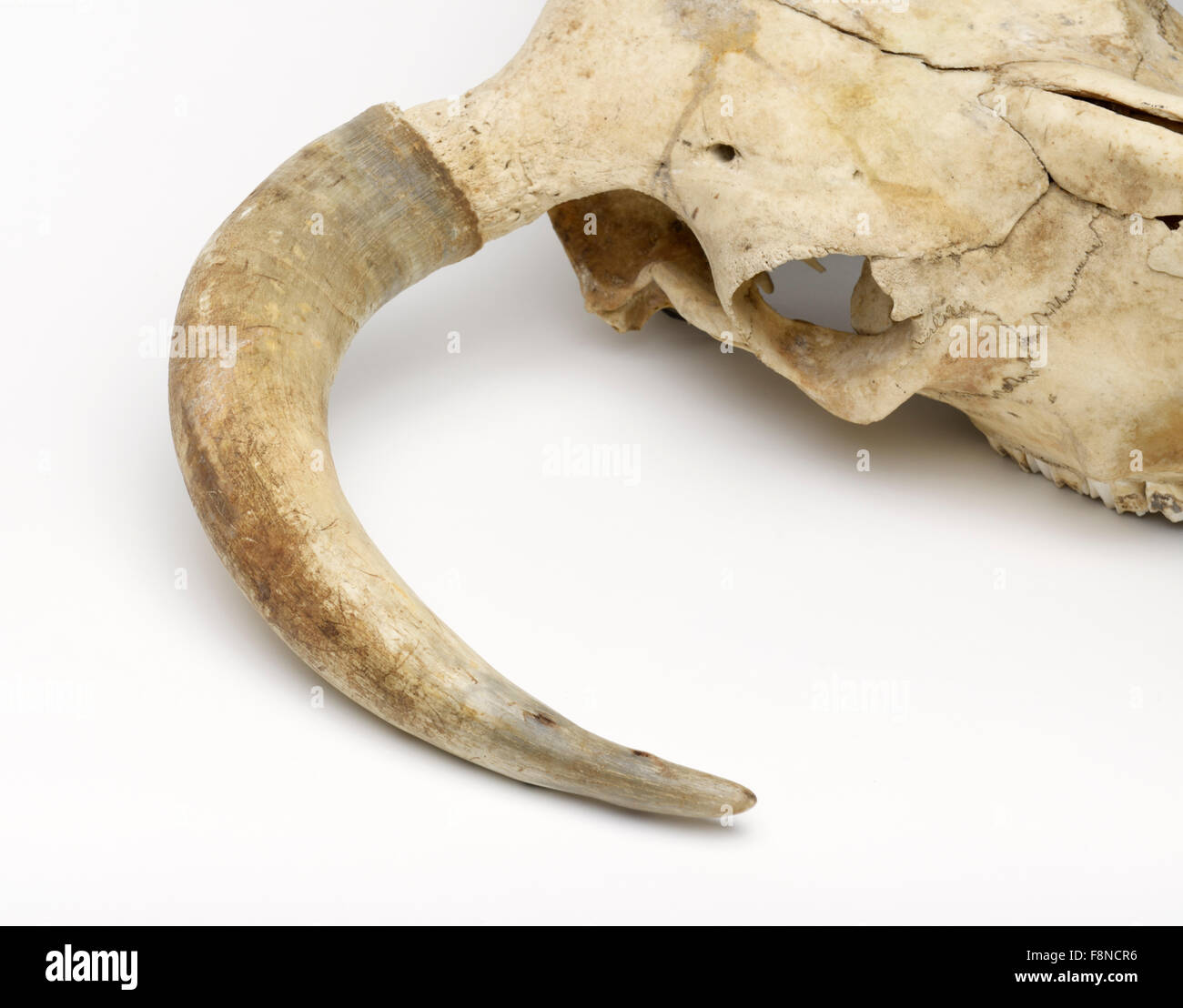 Cattle skull showing sheath of horn (keratin) over underlying bone Stock Photo