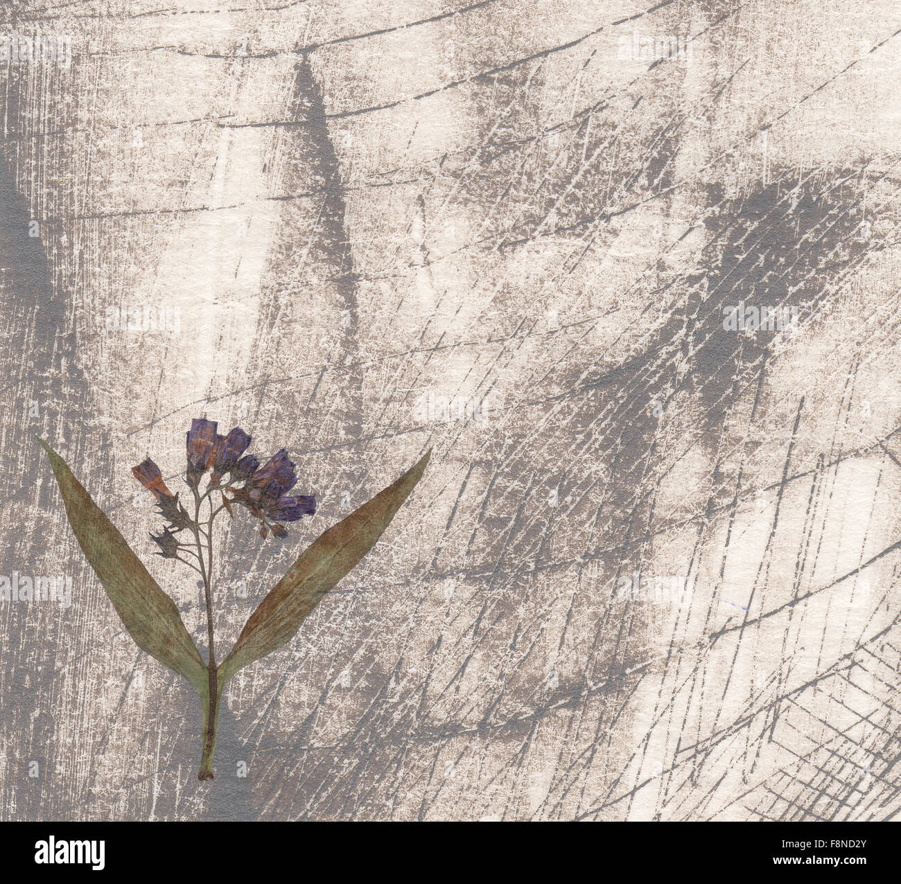 grunge background with a flower Stock Photo - Alamy