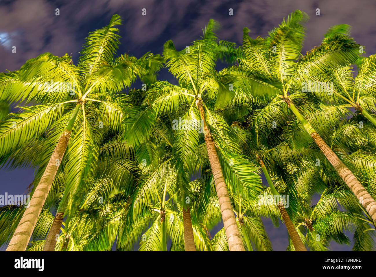 Palm trees during the sunset hours Stock Photo Alamy