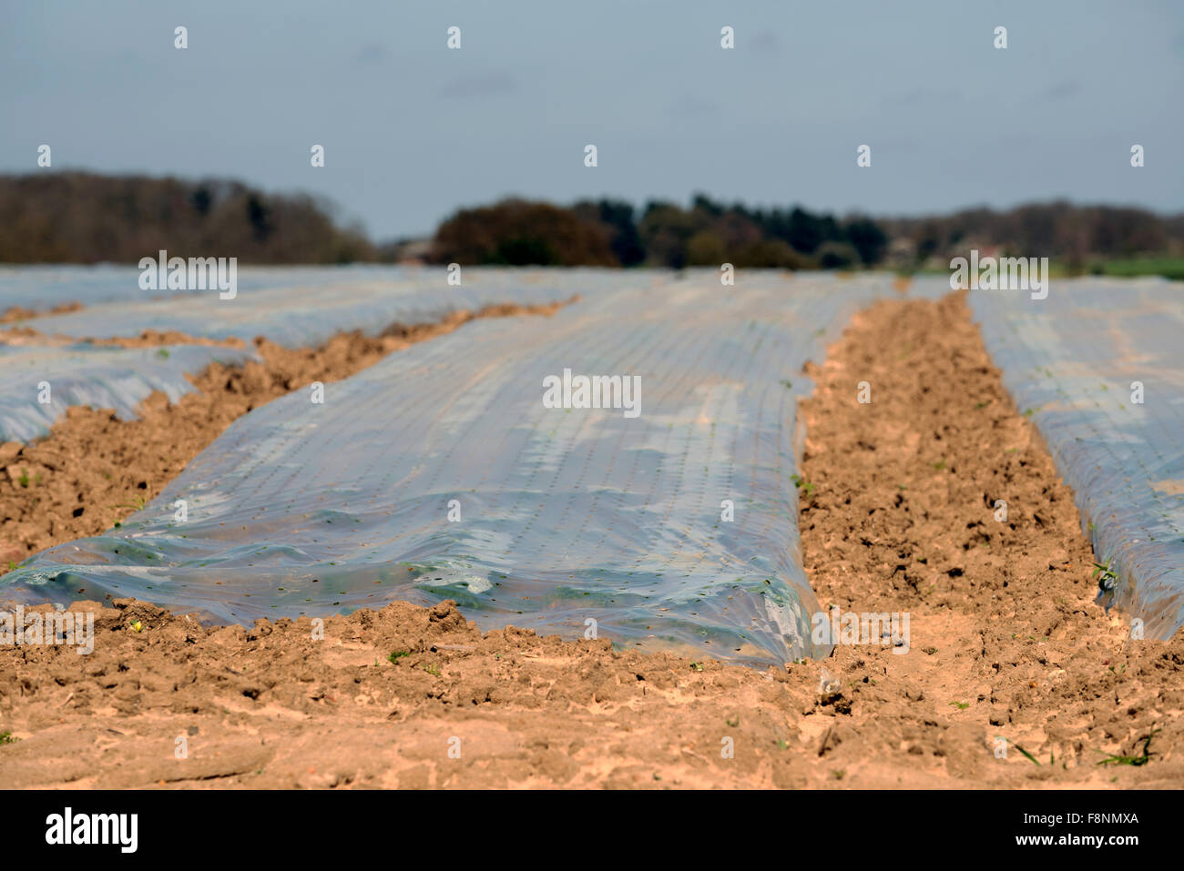 Carrots grown under polythene to speed growth on light sandy soil
