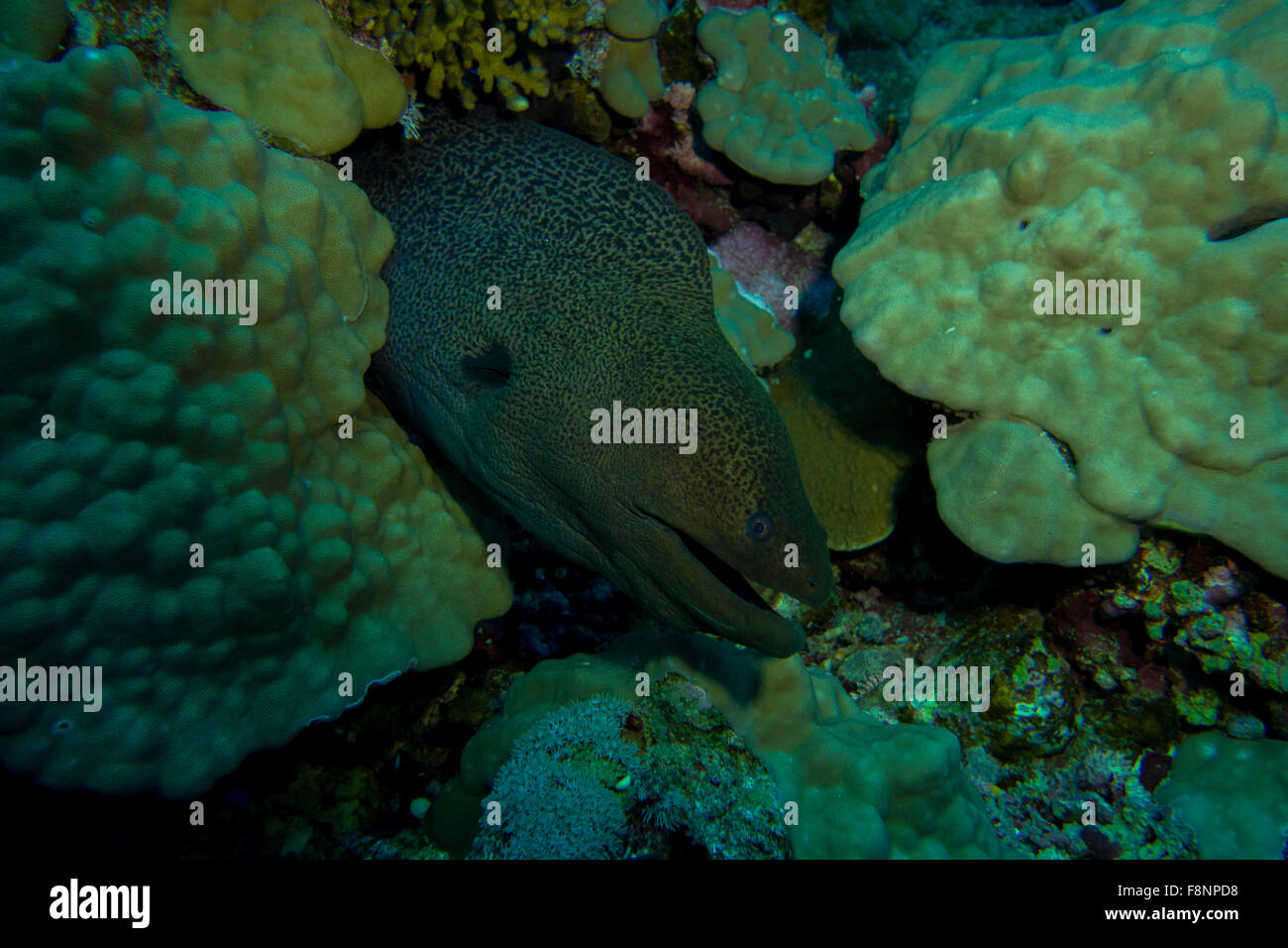 Giant moray eel, Gymnothorax javanicus, in a coral reef, South Red Sea