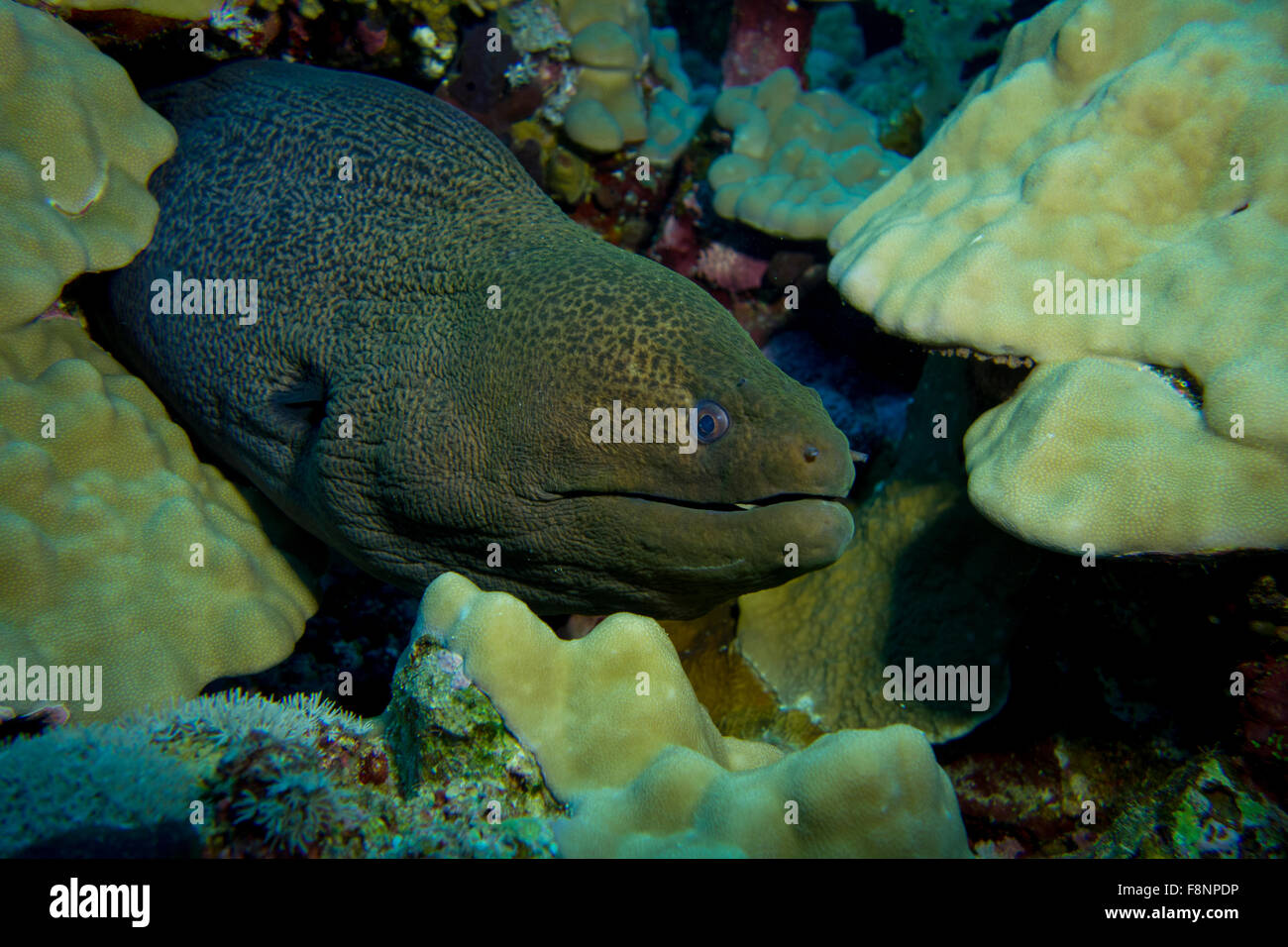 Giant moray eel, Gymnothorax javanicus, in a coral reef, South Red Sea