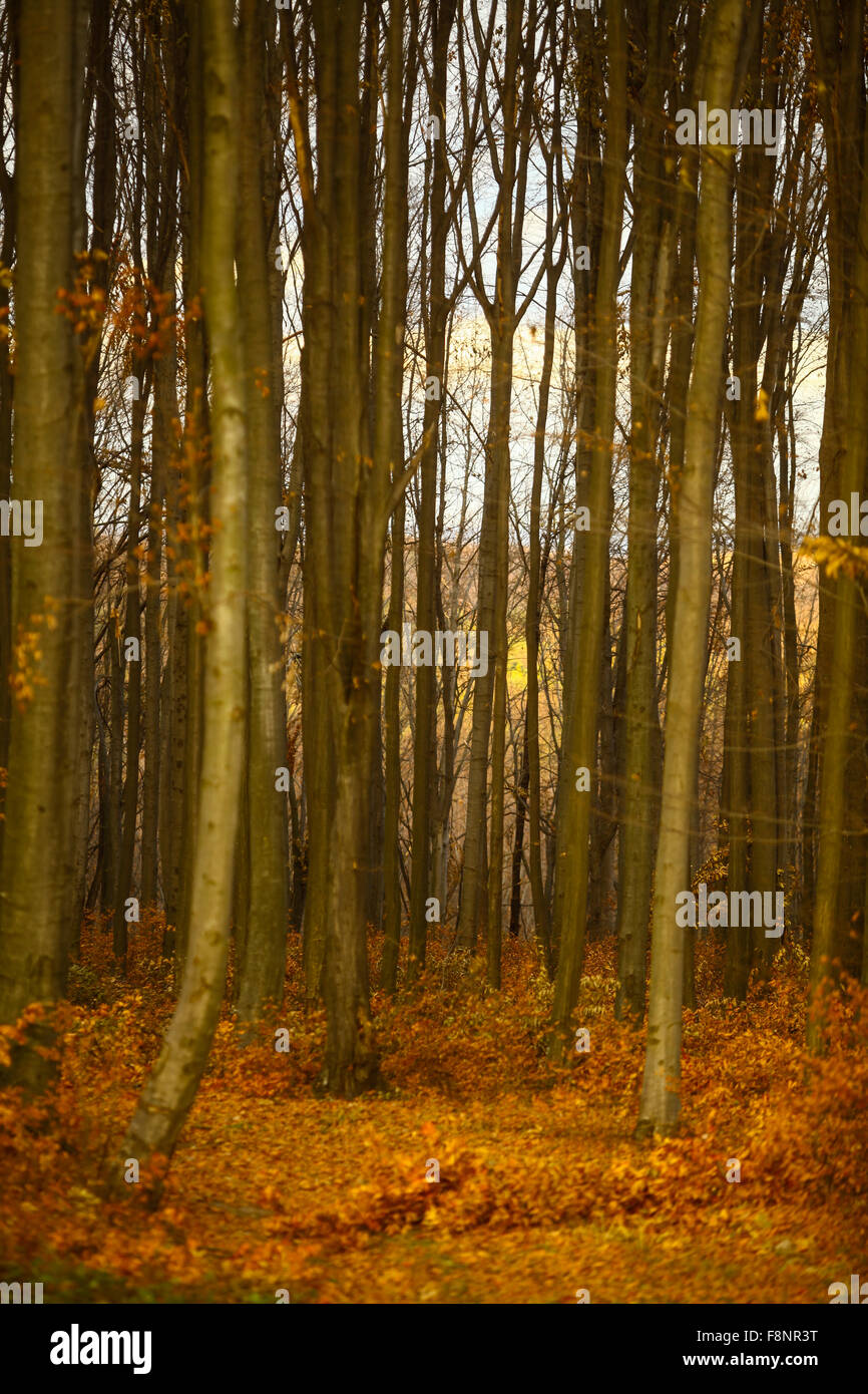 Color image of an empty autumnal forest Stock Photo - Alamy
