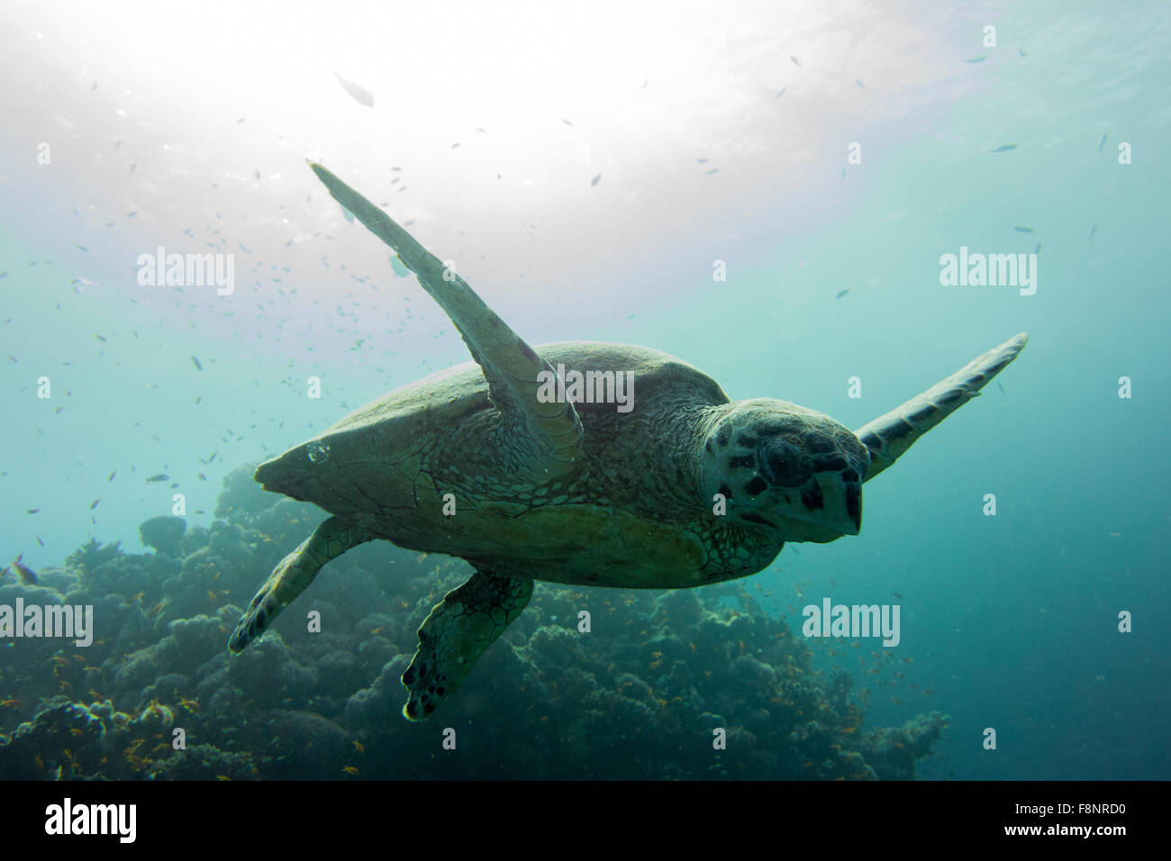 Loggerhead turtle, Caretta caretta, from the Red Sea, Egypt, swimming close to shore along a coral reef. Stock Photo