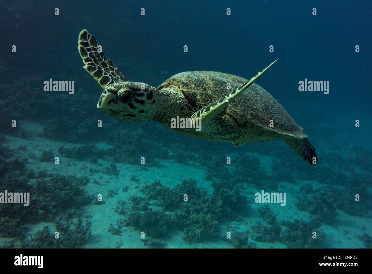 Loggerhead turtle, Caretta caretta, from the Red Sea, Egypt, swimming close to shore along a coral reef. Stock Photo