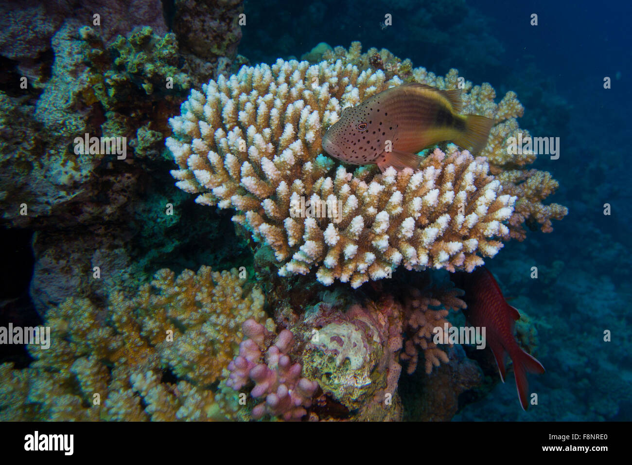 The black-sided hawkfish or freckled hawkfish, Paracirrhites forsteri, sitting on a staghorn coral, Acropora spec., Red Sea. Stock Photo