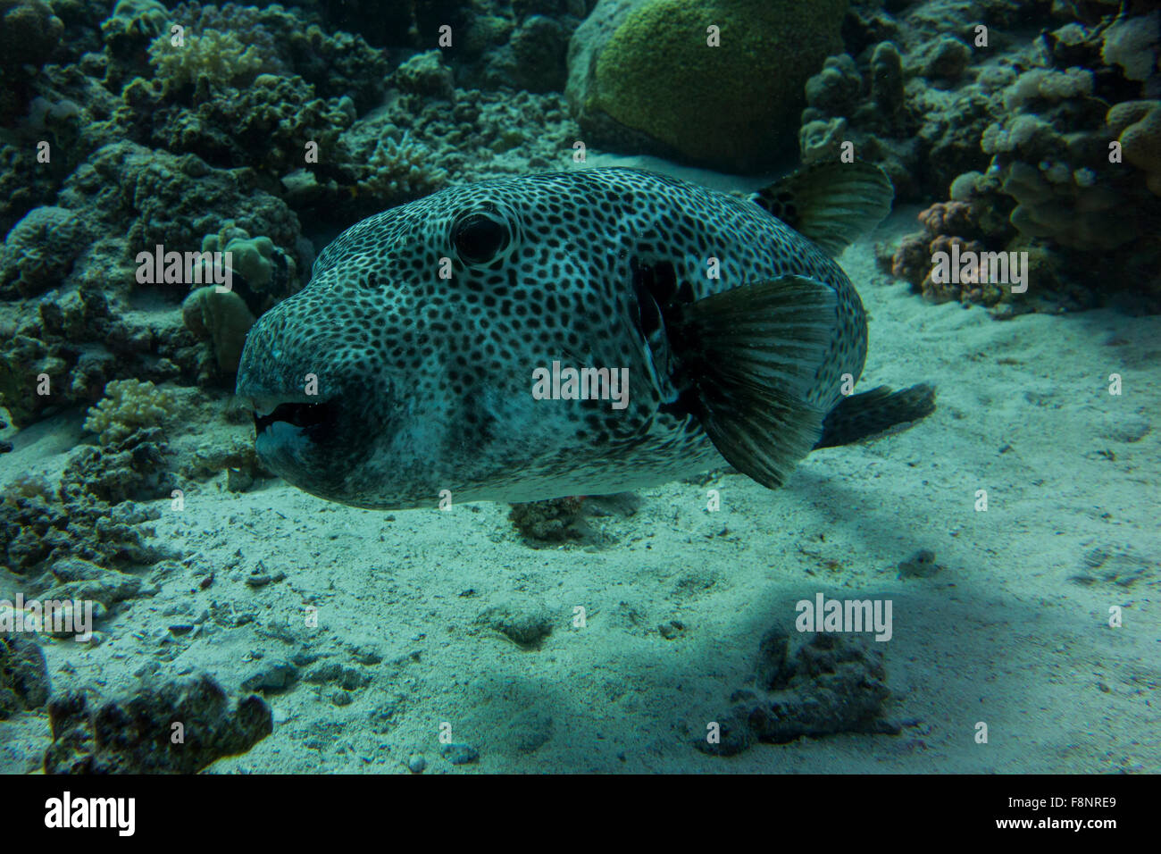Starry puffer fish, Arothron stellatus, from the Red Sea, Egypt Stock Photo  - Alamy