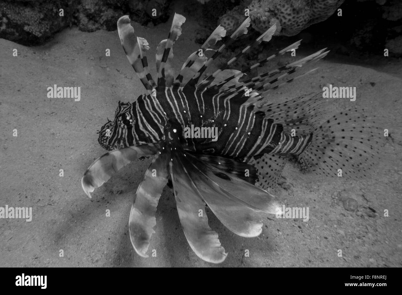 Invasive species lionfish Black and White Stock Photos & Images - Alamy