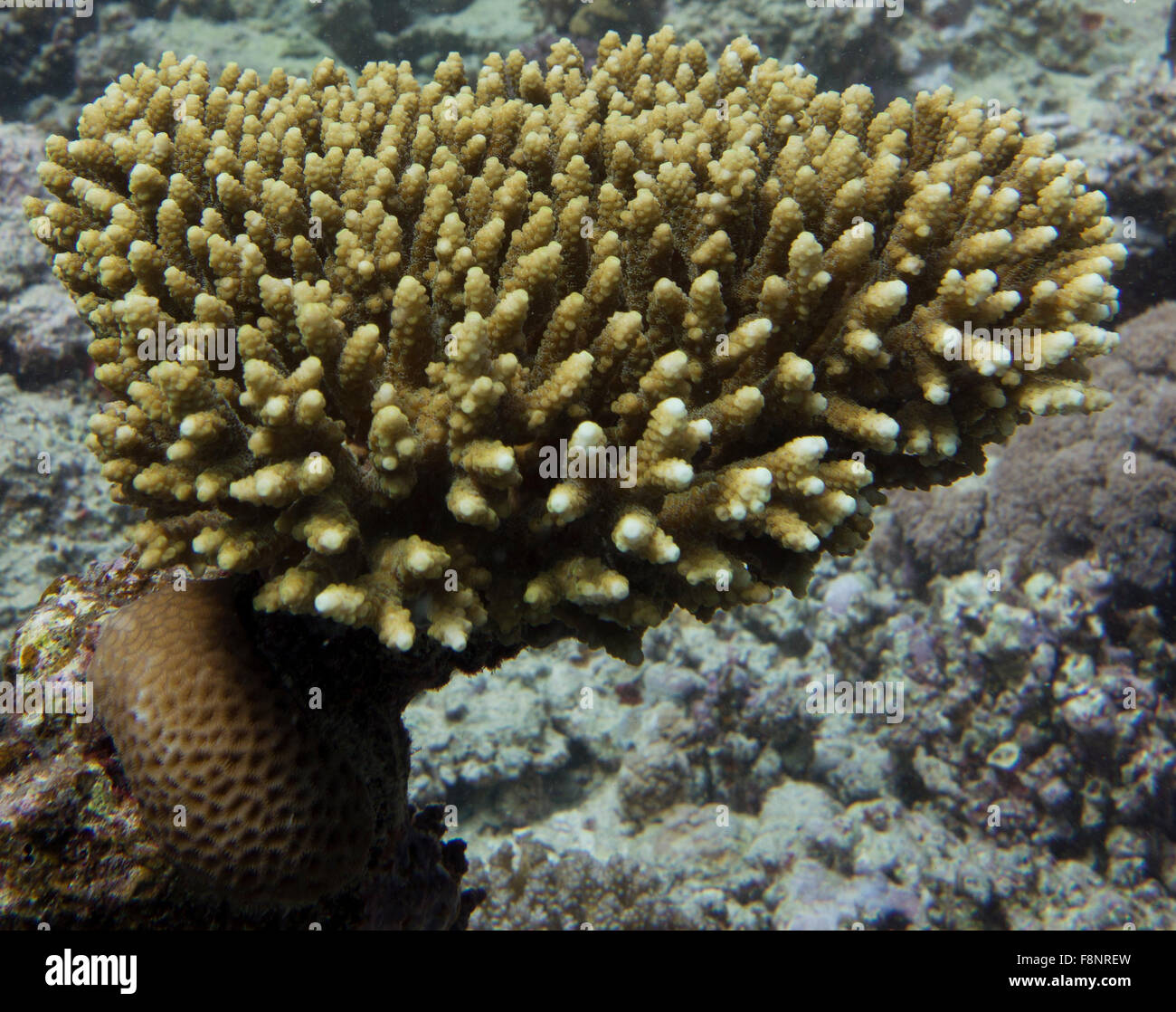 Staghorn coral, Acropora spec., from the Red Sea, Southern Egypt. Stock Photo