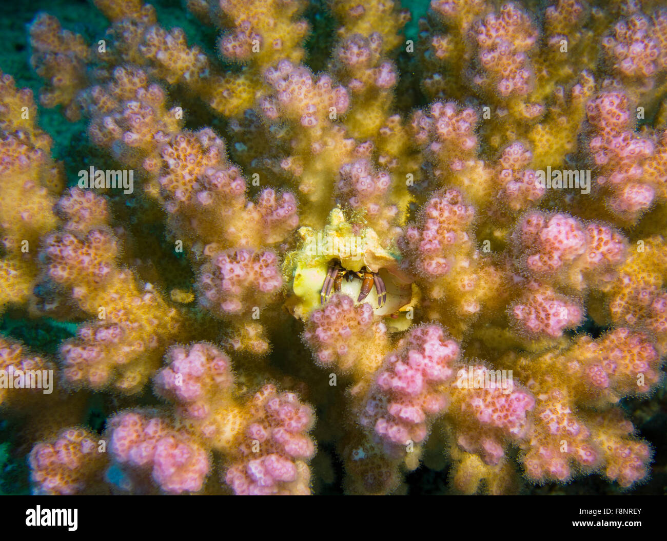 Small hermit crab, Calcinus spec., in a raspberry coral, Pocillopora, from the Red Sea, Egypt. Stock Photo