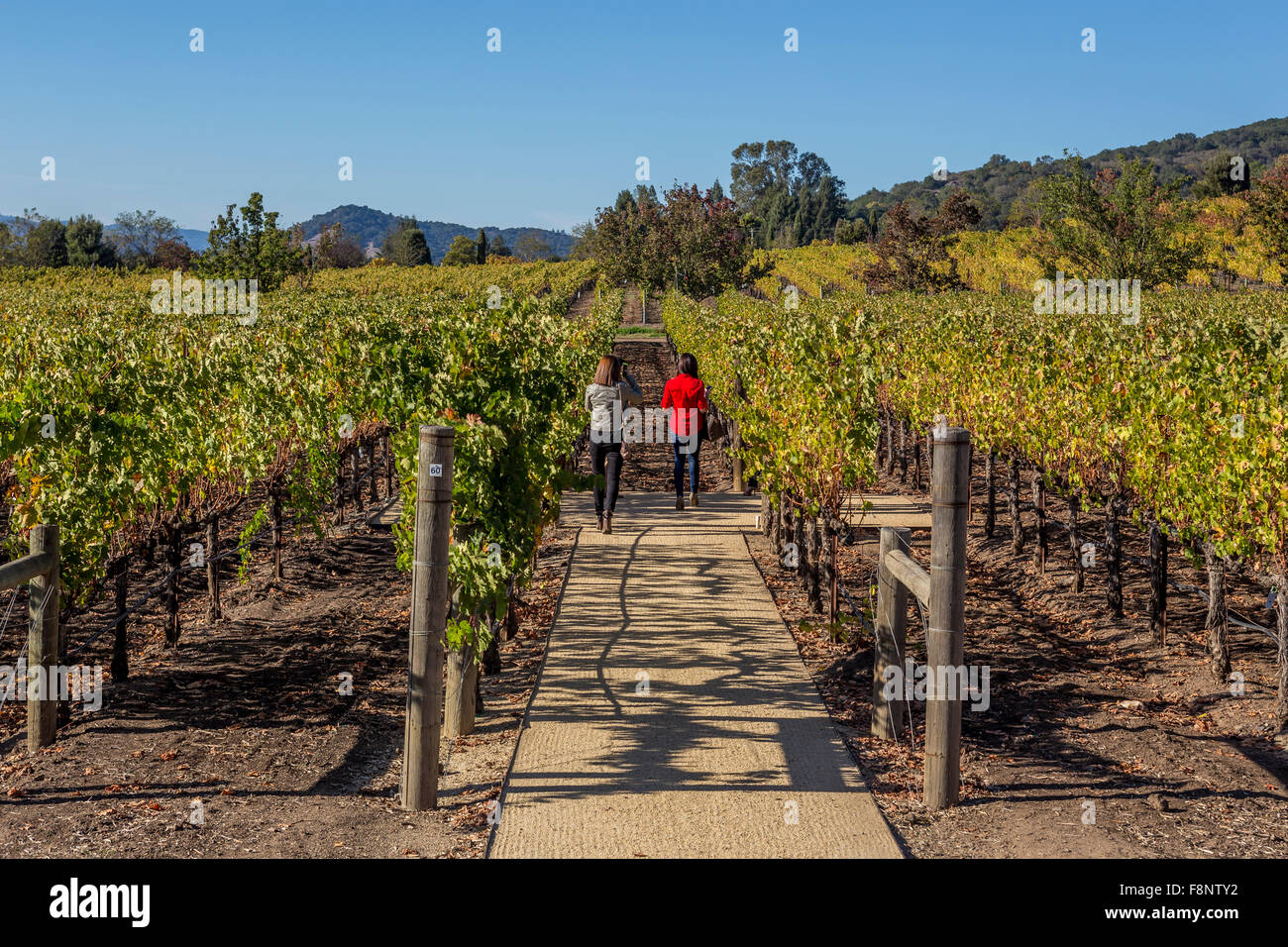 people, tourists, grape vineyard, grape vineyards, vineyard, vineyards, Darioush Winery, Silverado Trail, Napa Valley, Napa County, California Stock Photo