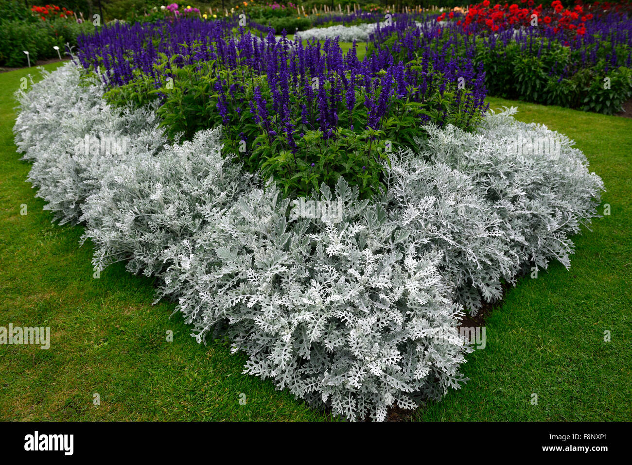 cineraria silver dust salvia farinacea victoria blue annual annuals bed bedding display garden gardens border RM Floral Stock Photo