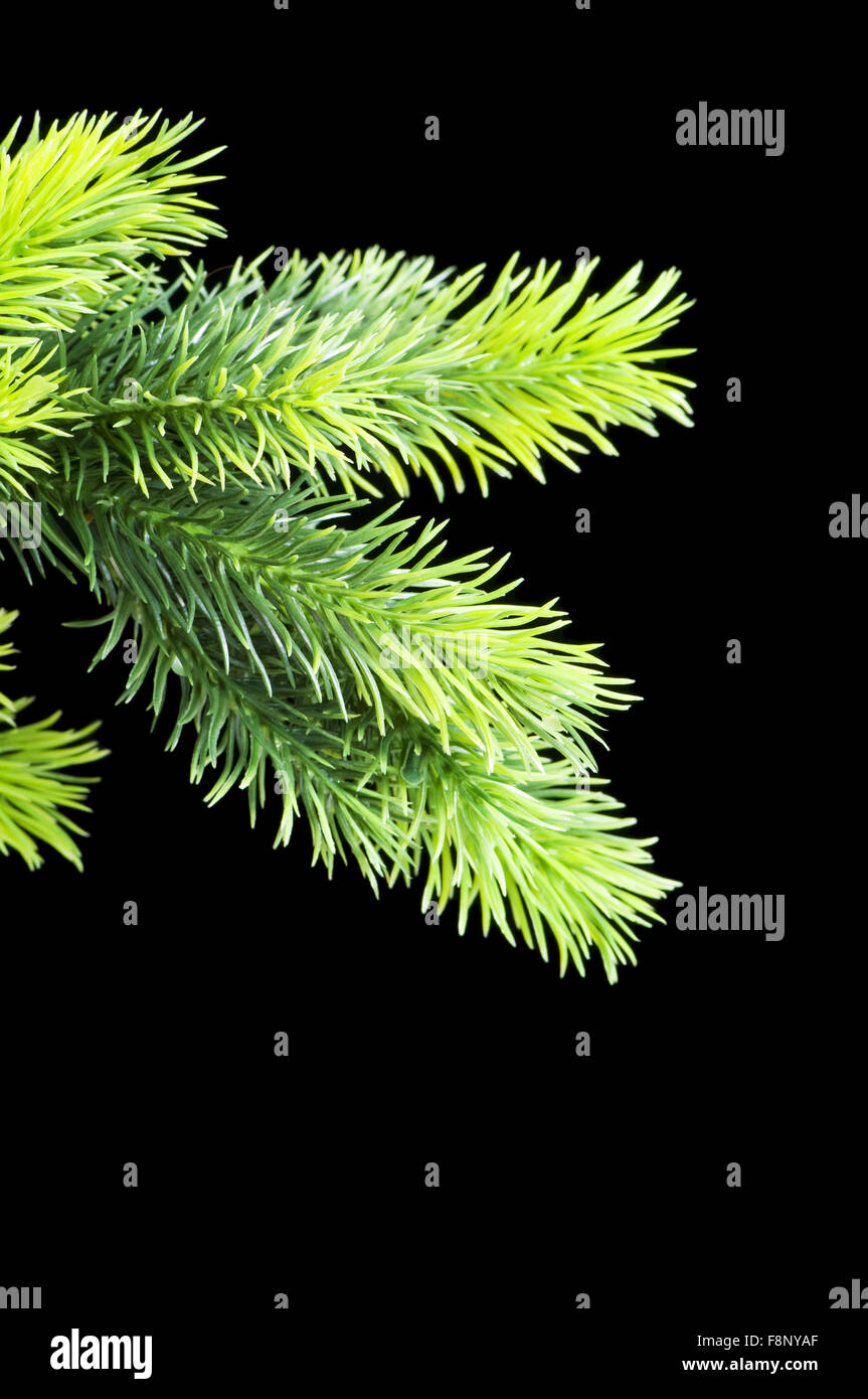 Christmas tree isolated on the black background Stock Photo - Alamy