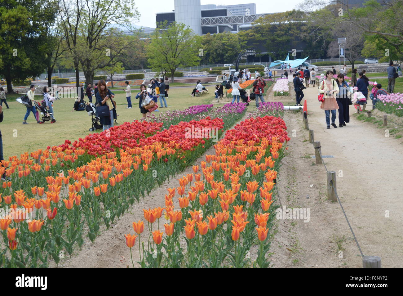Tulip garden pink , red and white tulip flower rows in banpakukoen