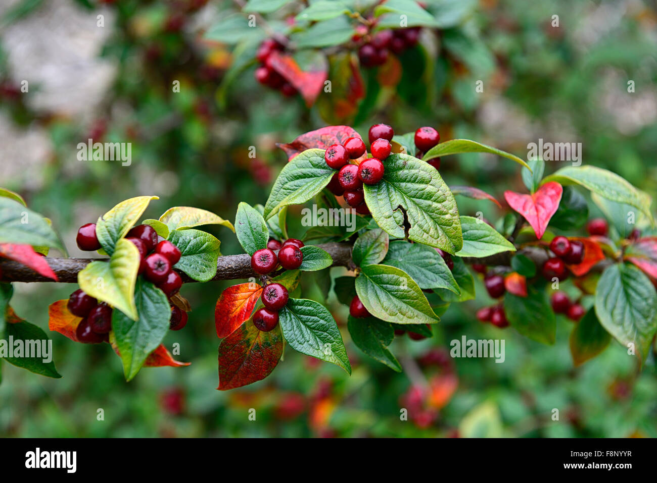 cotoneaster obscurus red berry berries closeup selective focus shrubs plant portraits autumn autumnal RM Floral Stock Photo