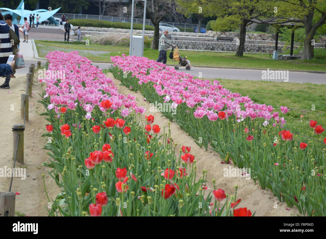Tulip garden pink , red and white tulip flower rows in banpakukoen
