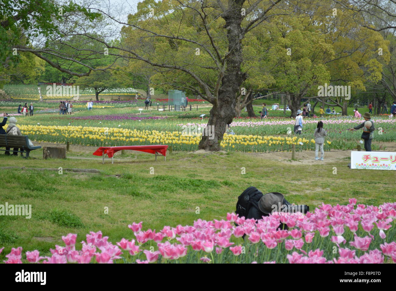 Tulip garden pink , red and white tulip flower rows in banpakukoen