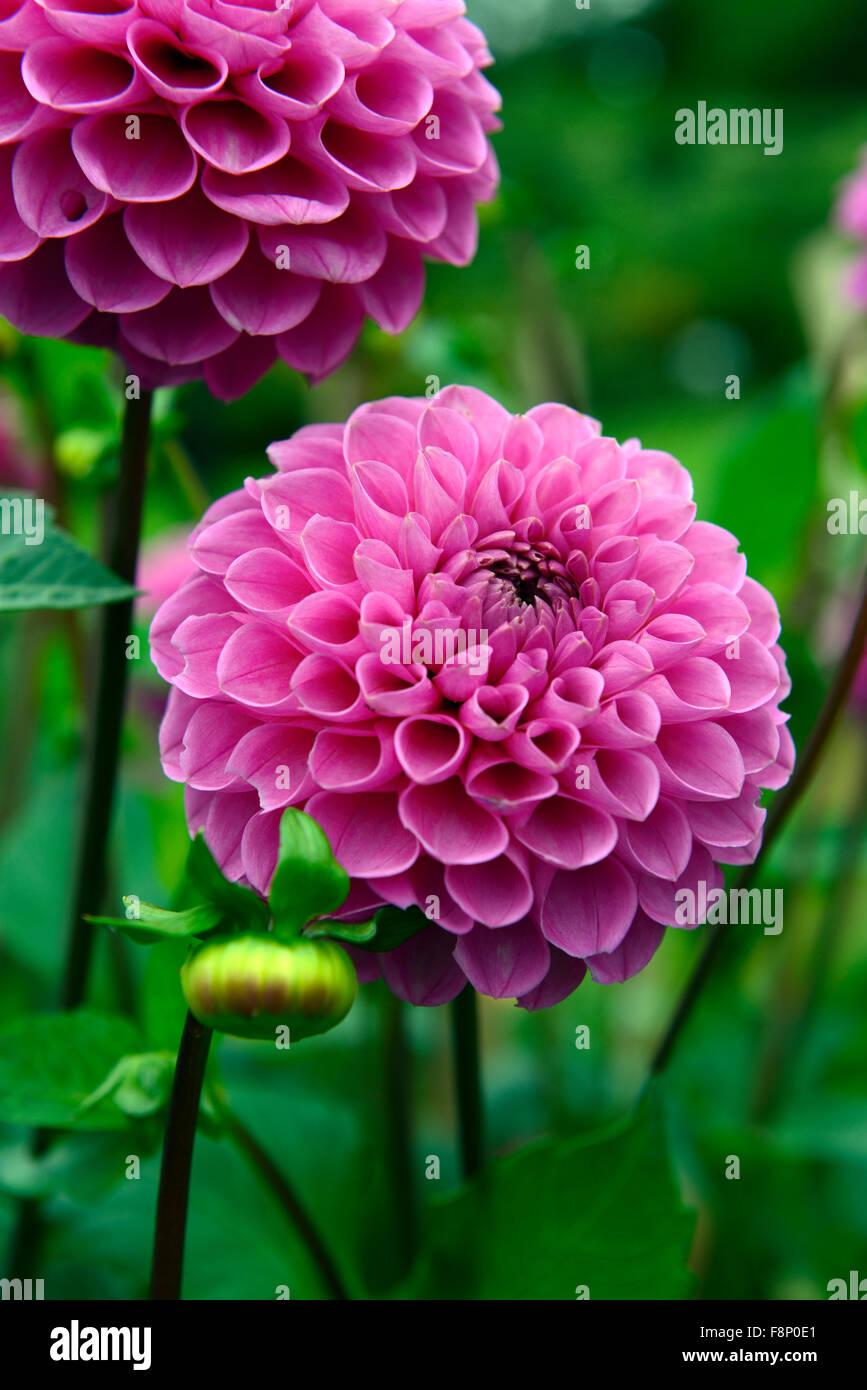 Dahlias Bloom High Resolution Stock Photography and Images - Alamy