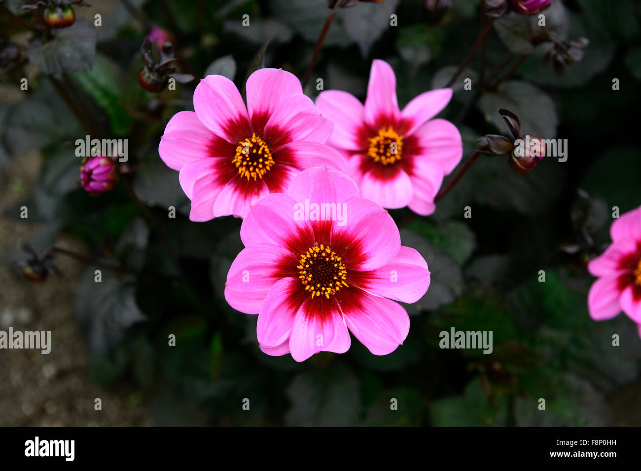 Dahlia happy single hi-res stock photography and images - Alamy