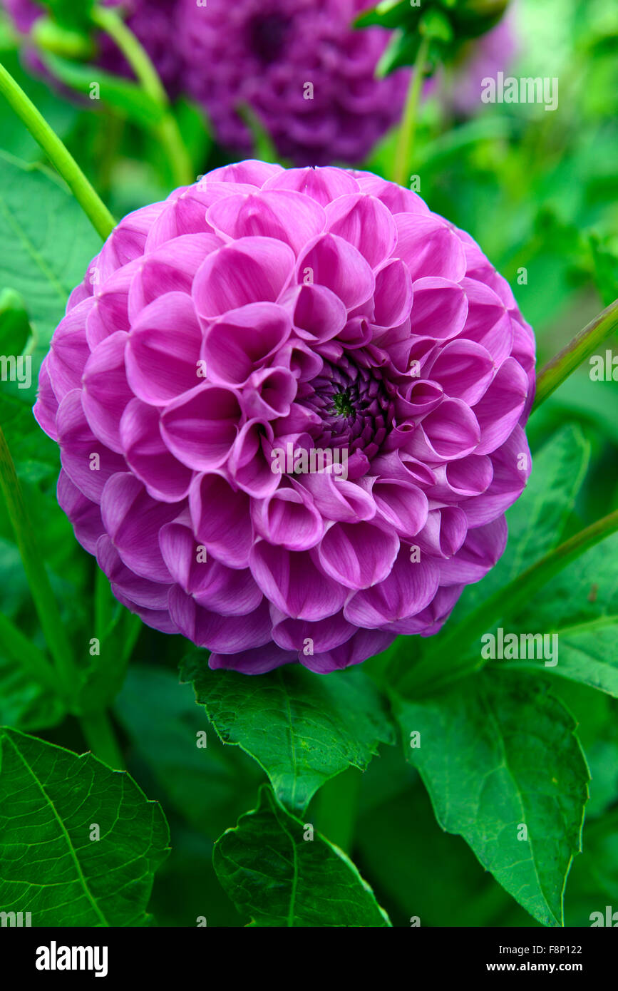 Compound capitulum hires stock photography and images Alamy