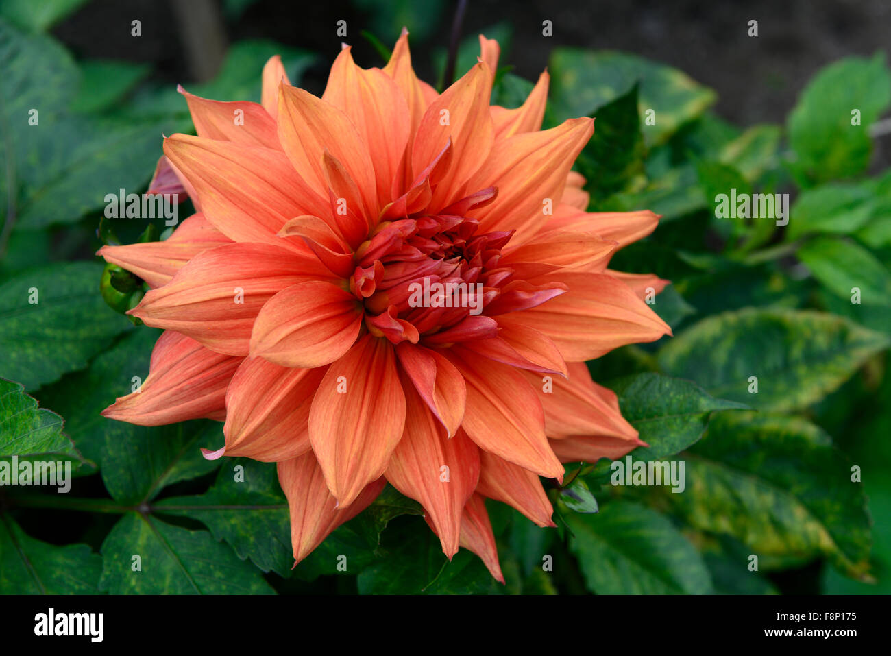 dahlia dahlia shirley alliance orange flower flowers bloom blossom perennial tuber tuberous plant RM Floral Stock Photo