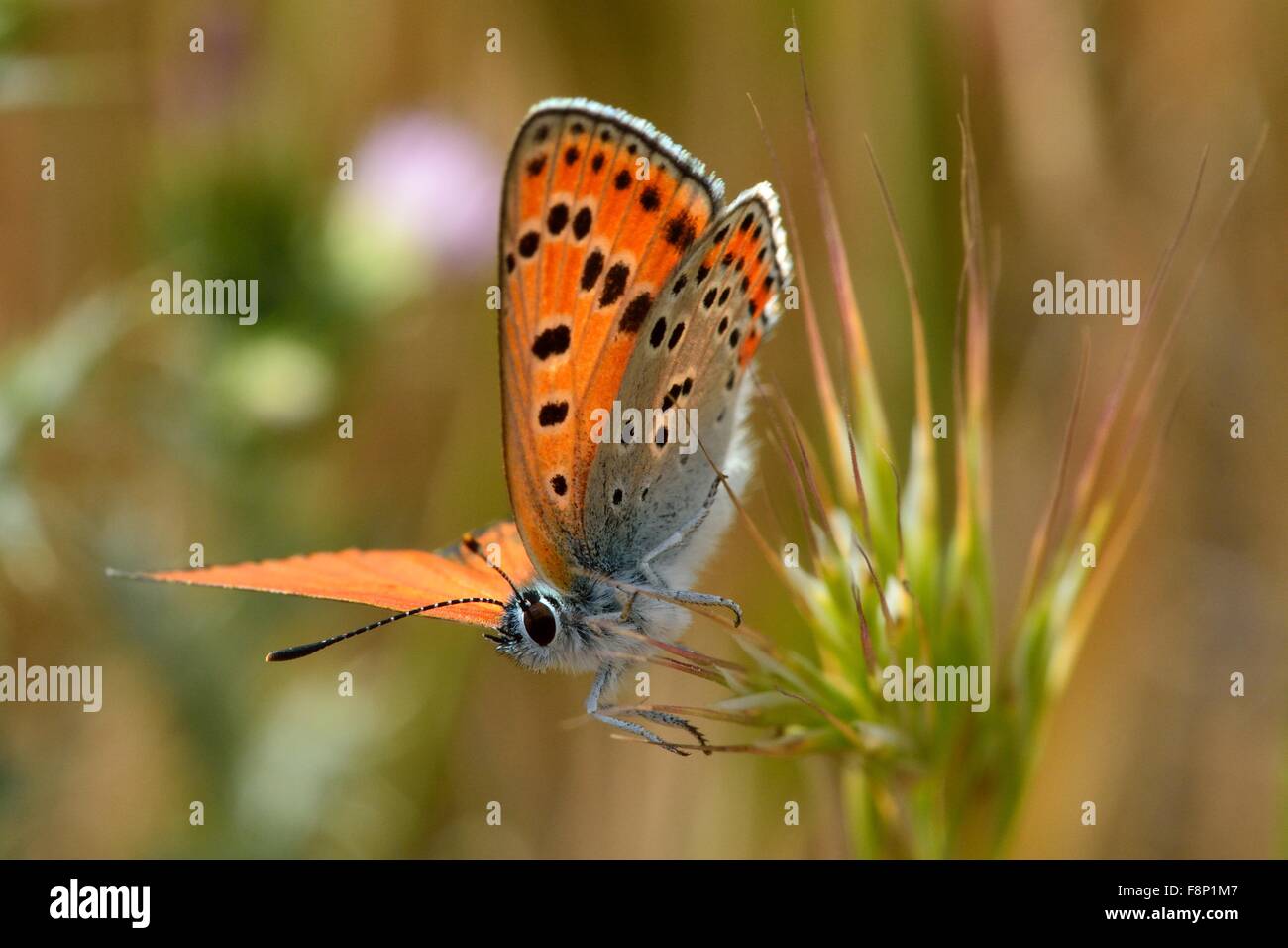 Turkish firey copper butterfly (Lycaena ochimus) with underwing visible Stock Photo