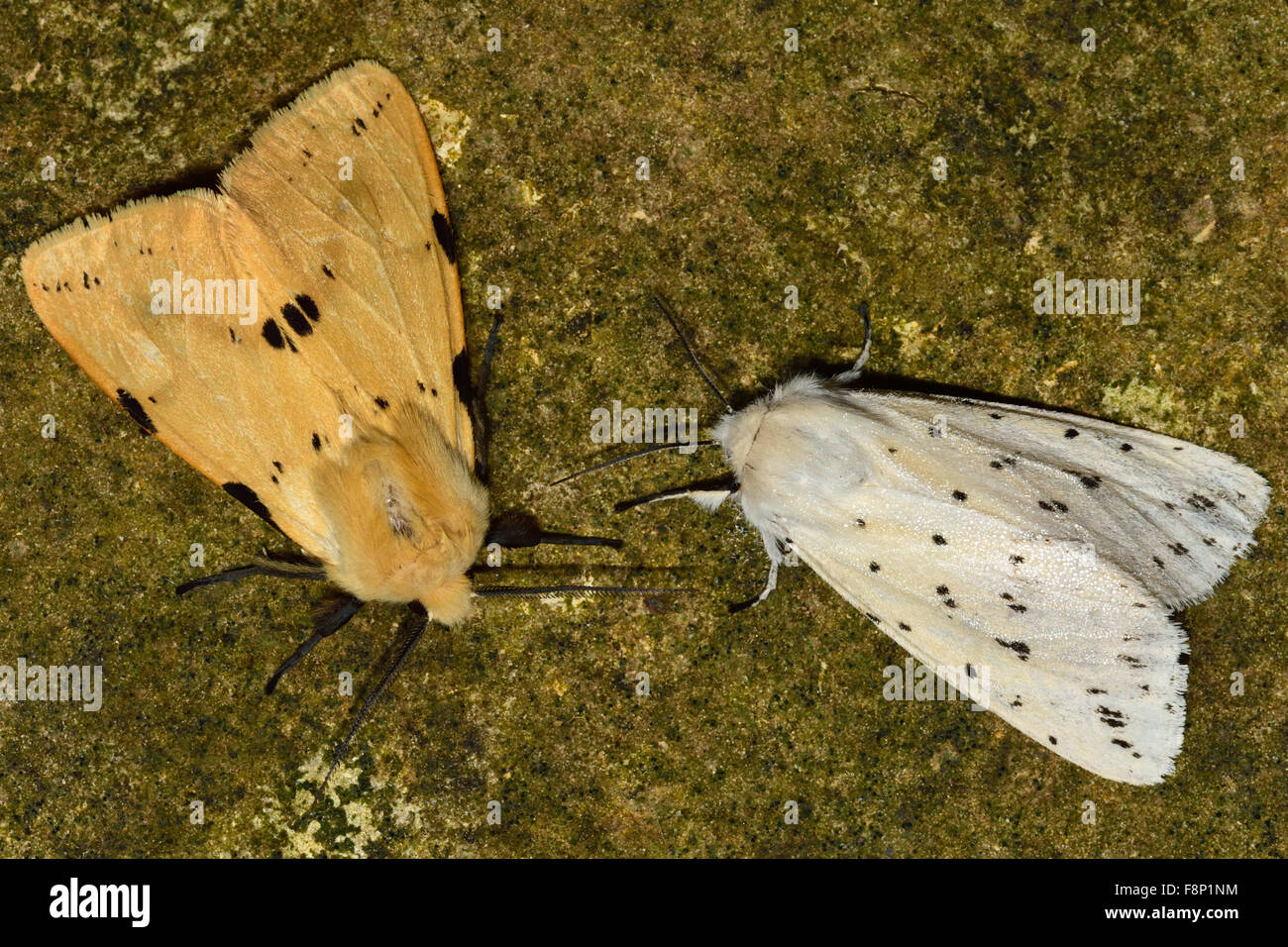 Buff ermine (Spilosoma luteum) and white ermine (Spilosoma lubricipeda) Stock Photo