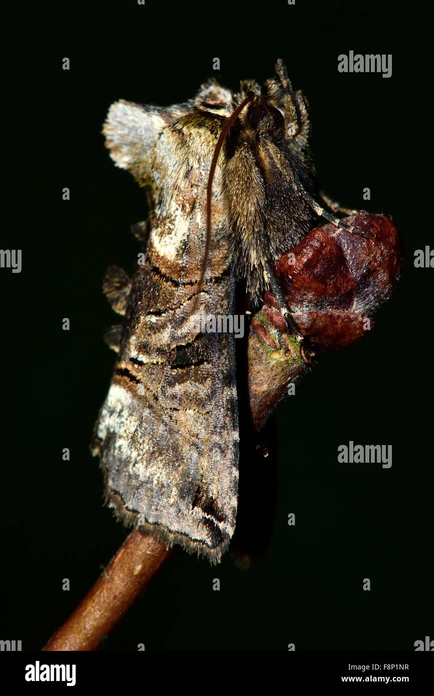 The spectacle moth (Abrostola triplasia).  A moth in the Noctuidae family at rest on a twig Stock Photo