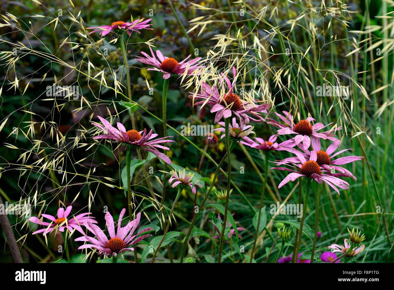 echinacea purpurea magnus stipa gigantea purple coneflower grass grasses perennial combination garden RM Floral Stock Photo