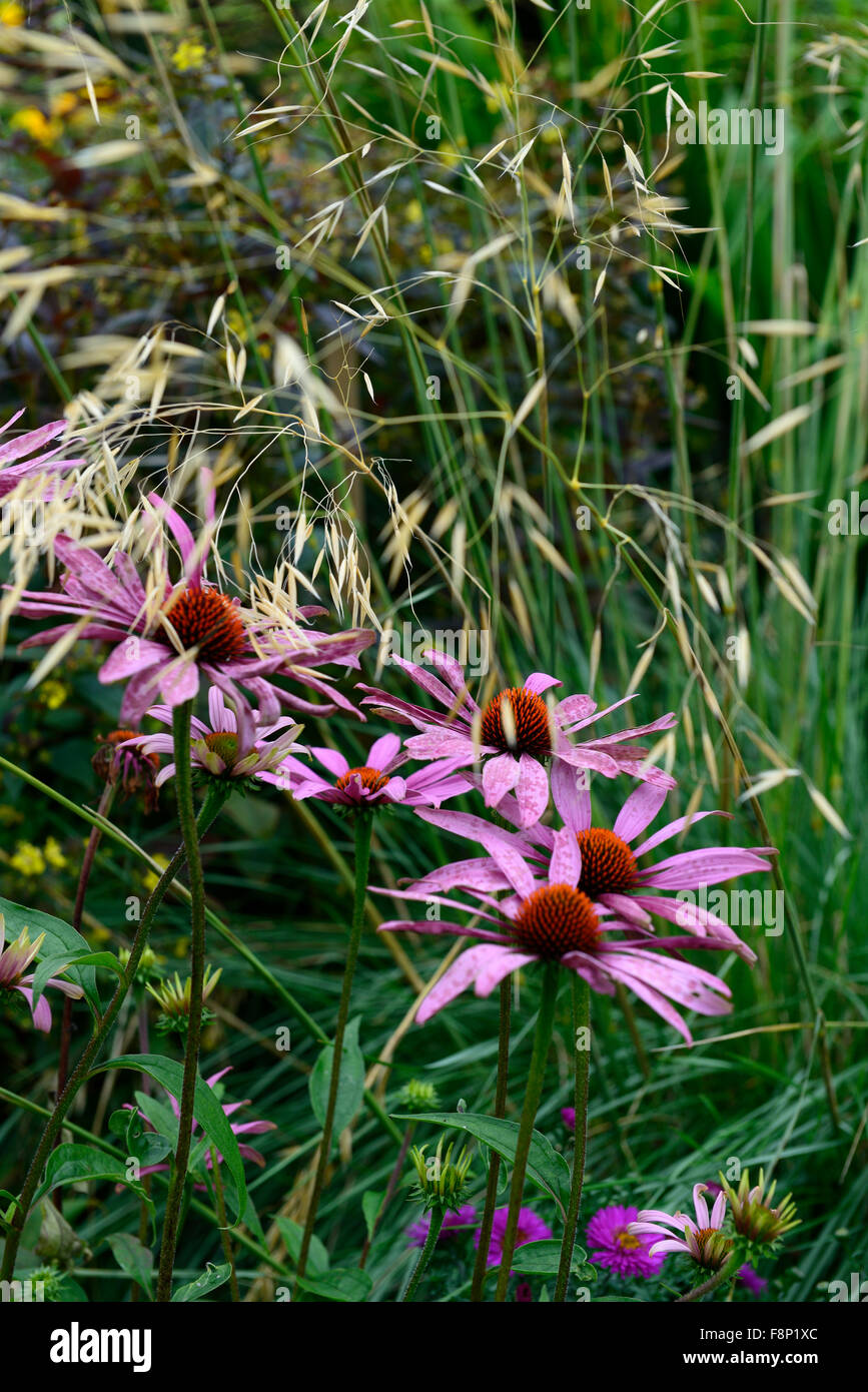 echinacea purpurea magnus stipa gigantea purple coneflower grass grasses perennial combination garden RM Floral Stock Photo