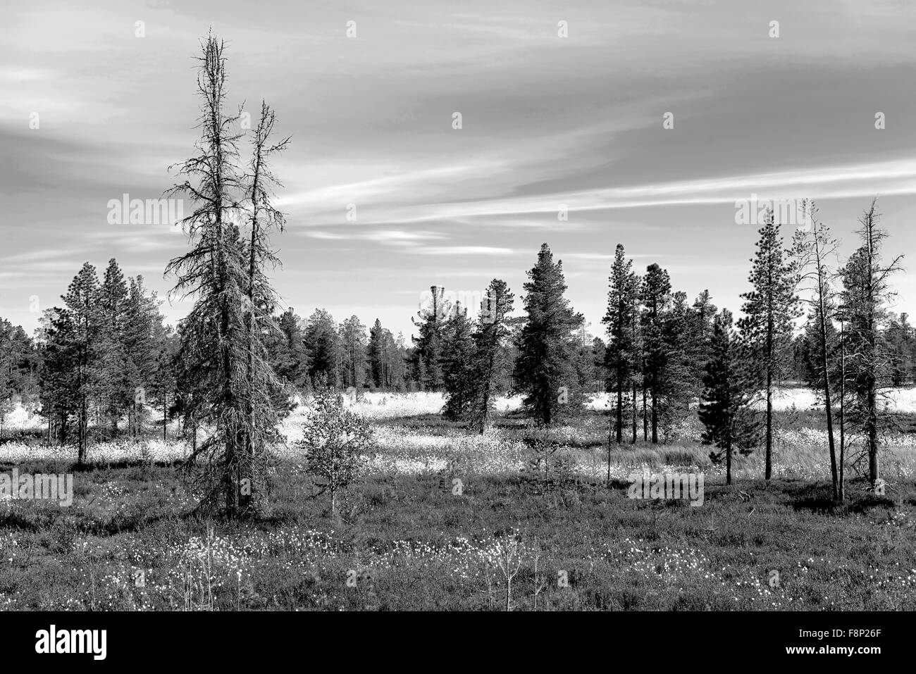 Tundra forest landscape Black and White Stock Photos & Images - Alamy