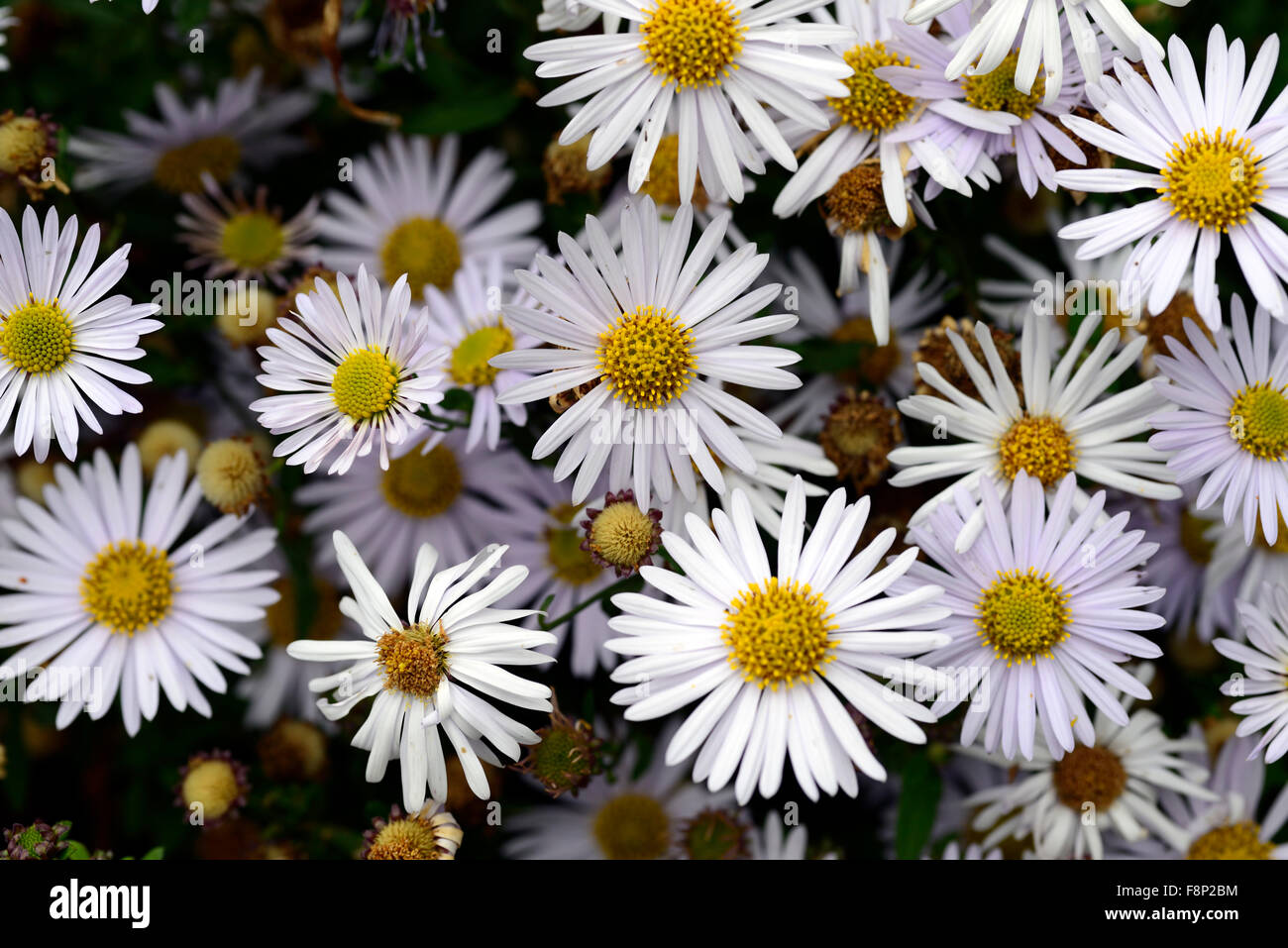 kalimeris incisa madiva white yellow daisies daisy perennials summer closeups plant portraits flowers flowering RM Floral Stock Photo