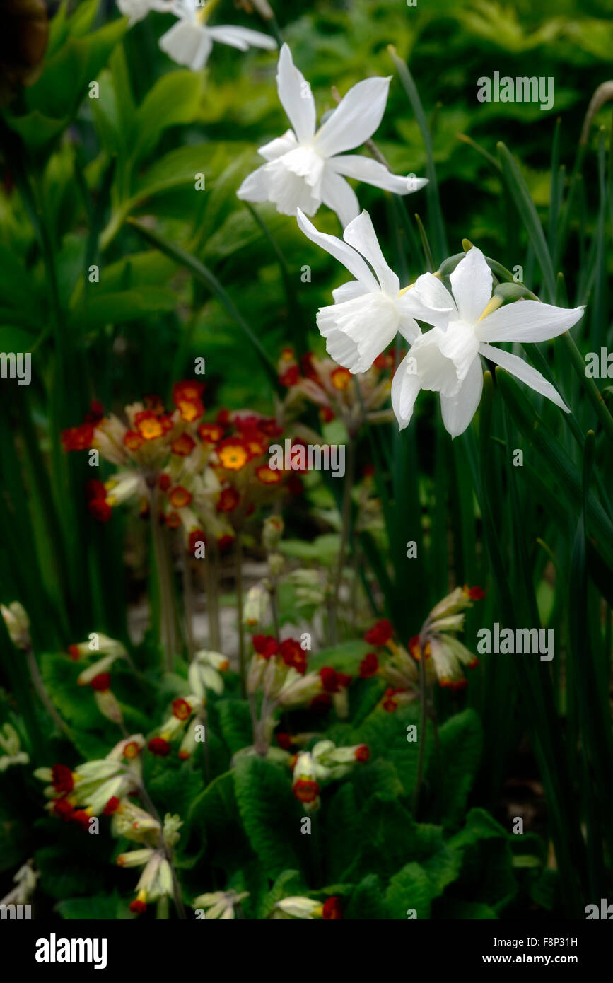 Narcissus thalia Primula veris sunset shades,white orange flower flowers flowering spring display garden daffodil primrose Stock Photo