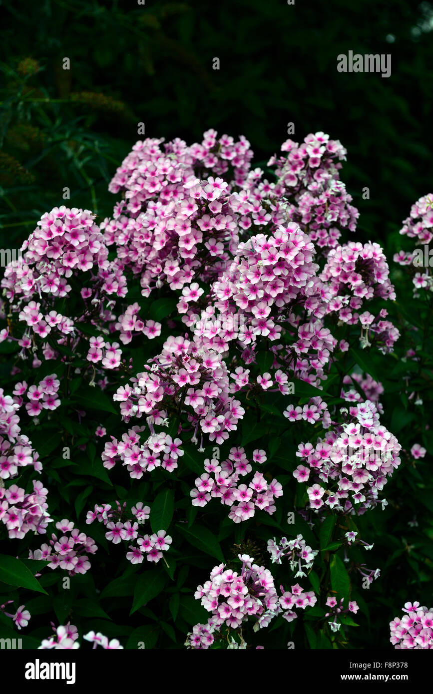 Phlox paniculata Miss Pepper pink flowers flower flowering late summer autumn colour color RM Floral Stock Photo