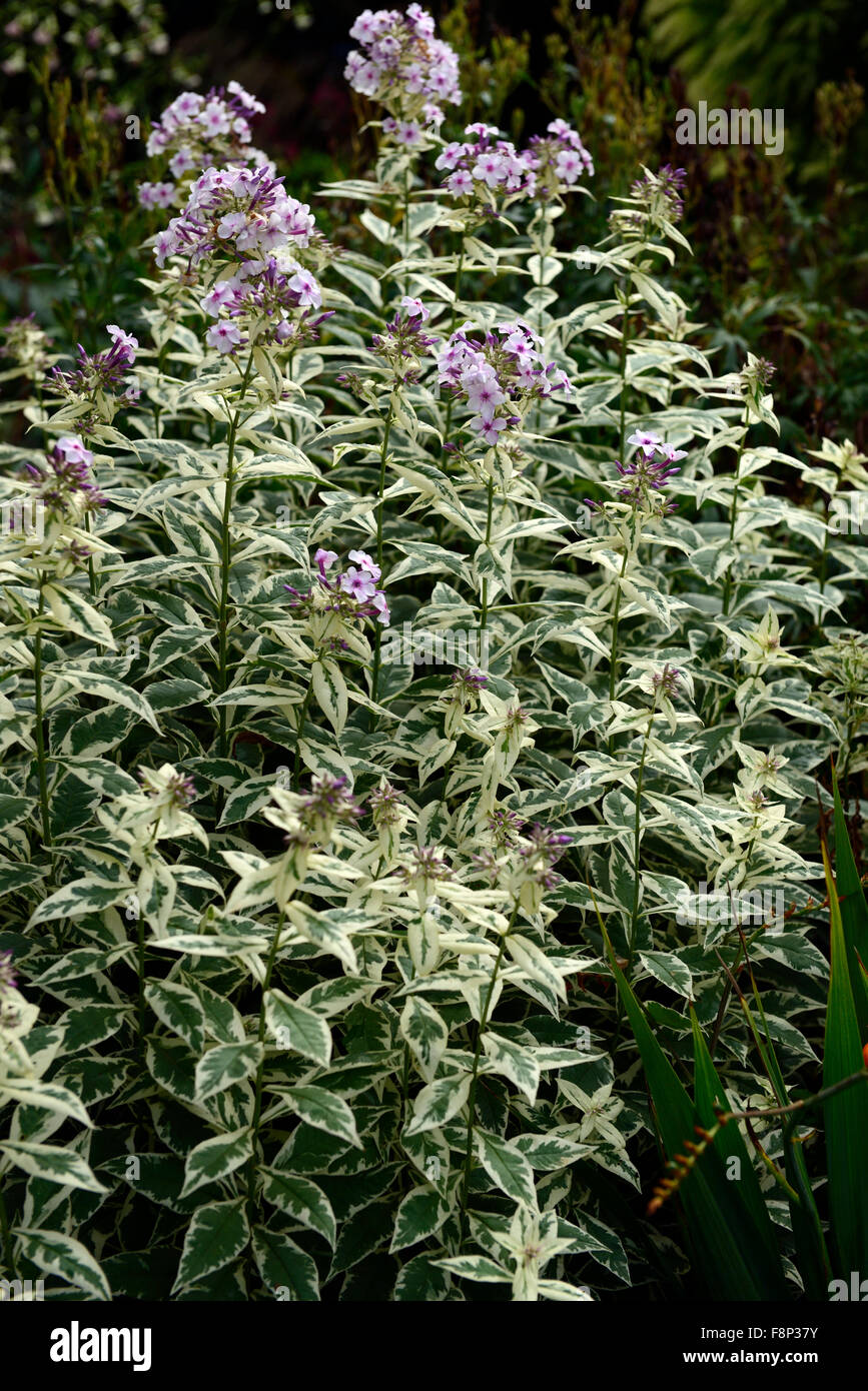 Phlox paniculata Norah Leigh pink flowers flower variegated foliage flowering late summer autumn colour color RM Floral Stock Photo