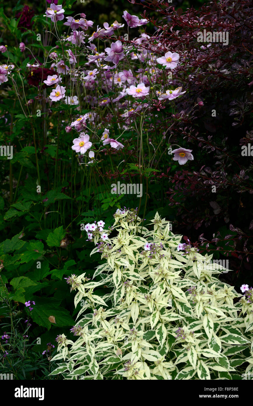 Phlox paniculata Norah Leigh Anemone hupehensis pink flowers flower flowering contrast late summer autumn colour color RM Floral Stock Photo