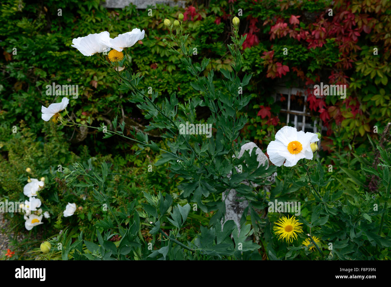 Romneya coulteri Syn trichocalyx Californian Tree Poppy Coulter's Matilija Poppy white flower flowers flowering RM Floral Stock Photo