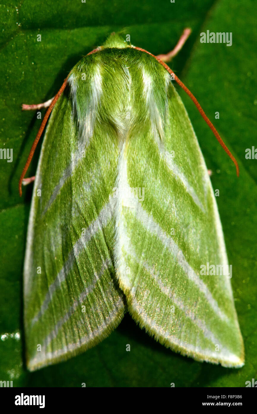 Green silver-lines moth (Pseudoips fagana) Stock Photo