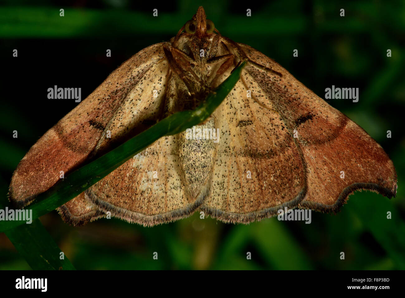 Beautiful hook-tip moth (Laspeyria flexula) underside Stock Photo