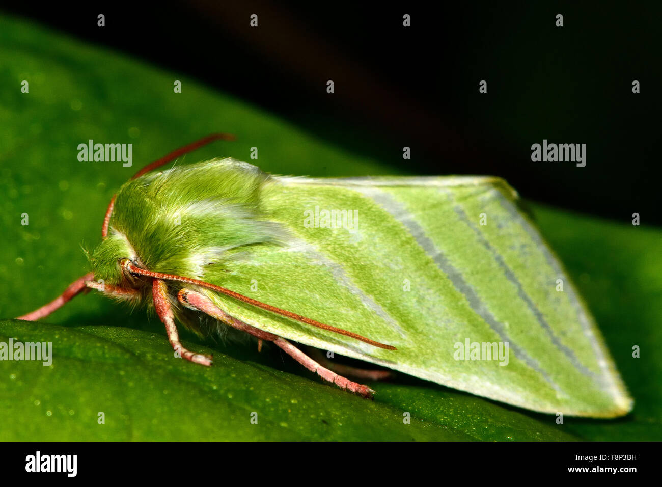 Green silver-lines moth (Pseudoips fagana) in profile Stock Photo