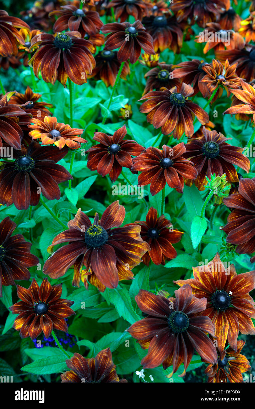 Fall Rudbeckia rudbeckia hirta autumn colours black-eyed susan brown bronze flower ...