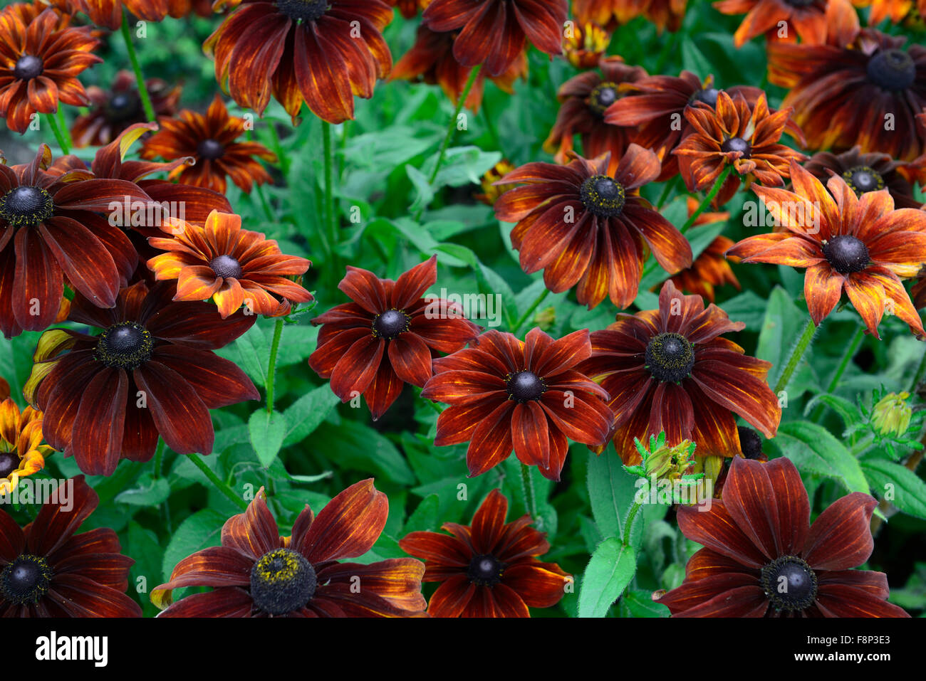 Fall Rudbeckia rudbeckia hirta autumn colours black-eyed susan brown bronze flower ...