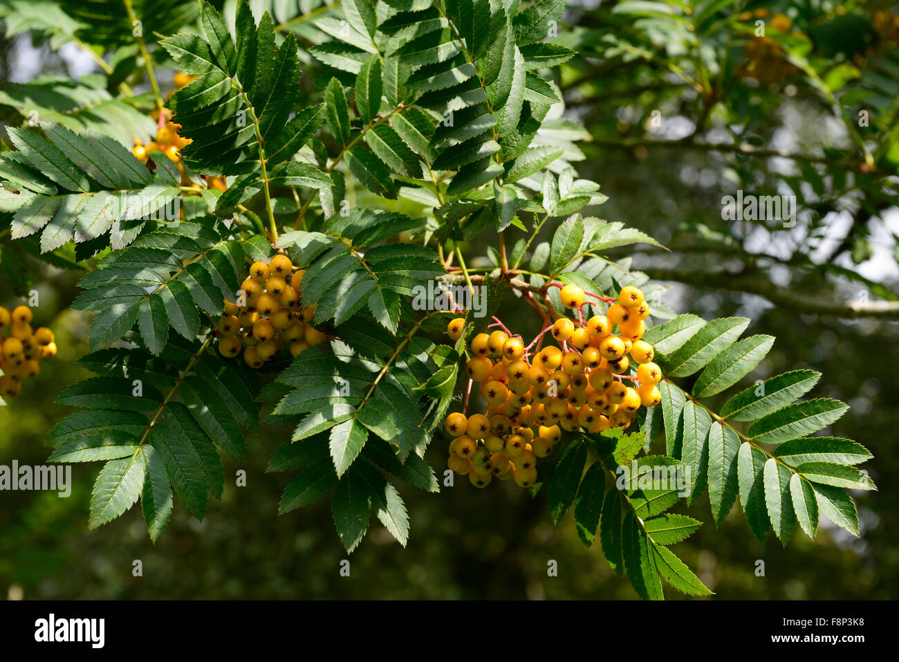 sorbus aucuparia fructu luteo yellow berries mountain ash ashes rowan tree trees ornamental RM Floral Stock Photo