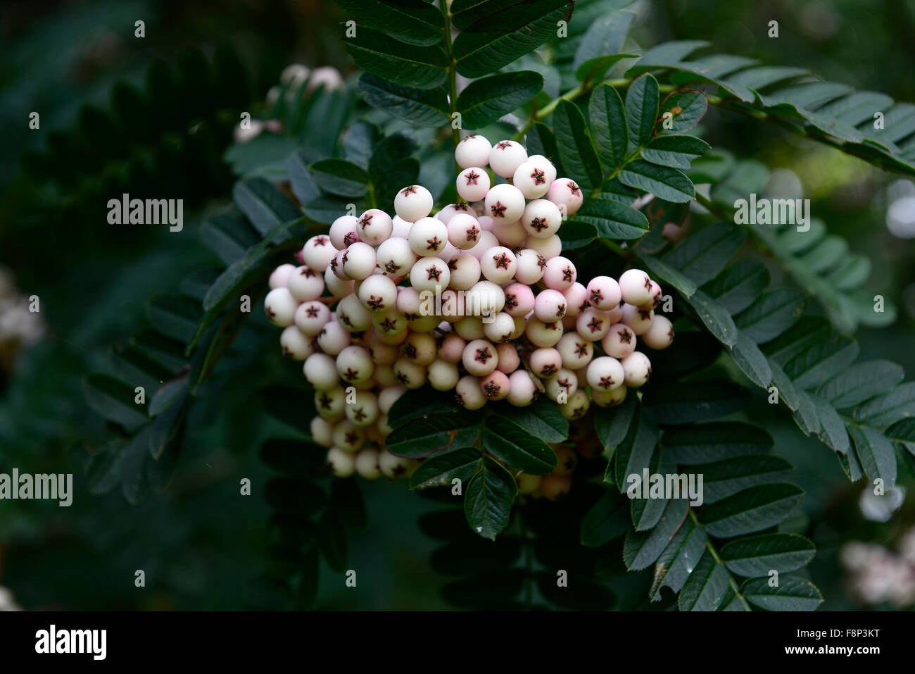 sorbus cashmiriana white berries mountain ash ashes rowan tree trees