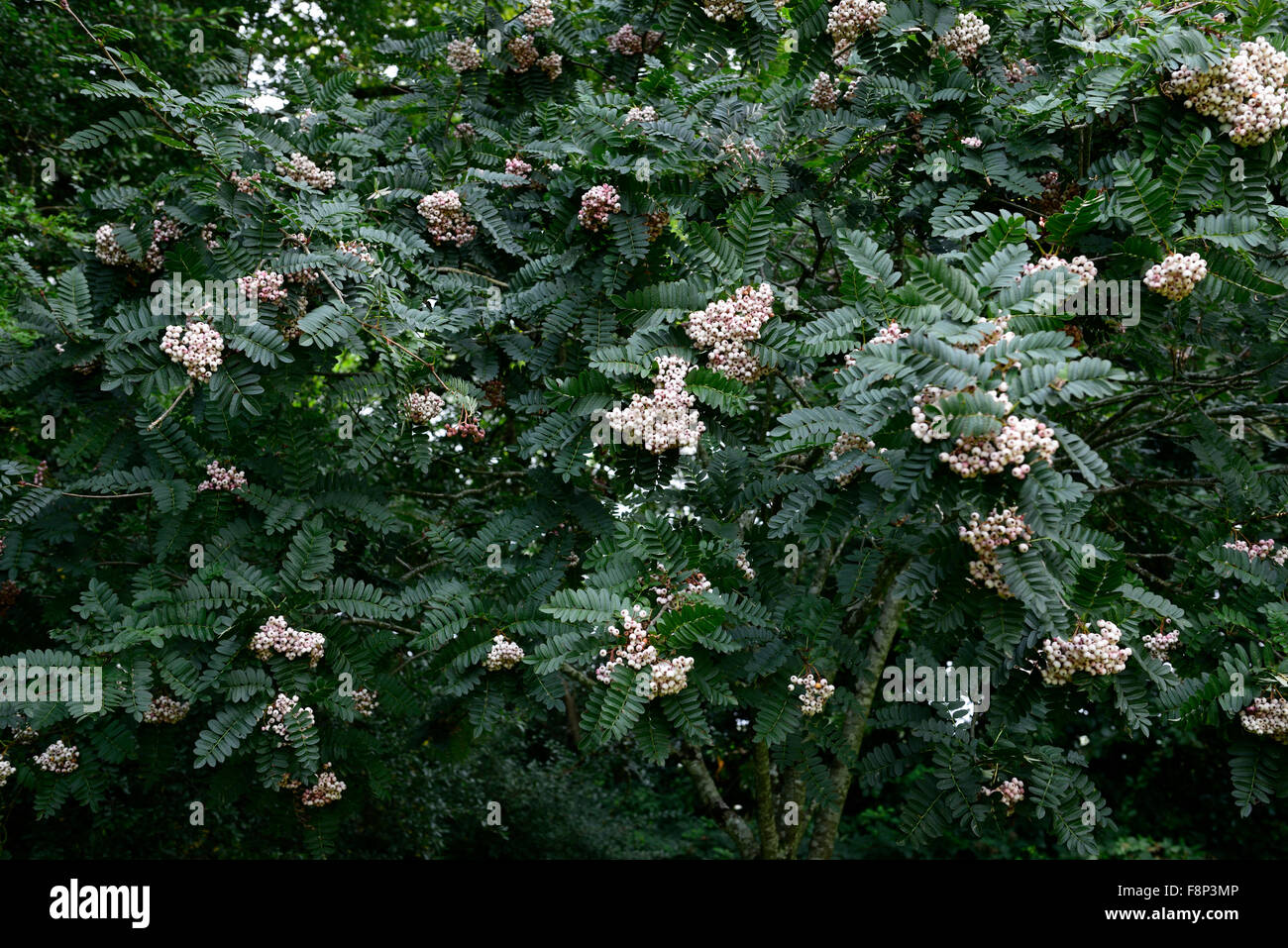 sorbus cashmiriana white berries mountain ash ashes rowan tree trees ornamental RM Floral Stock Photo