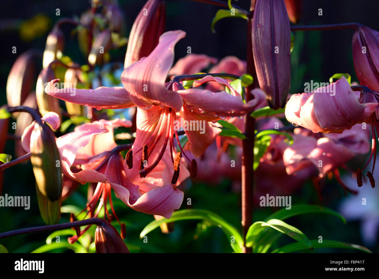 lilium pink flavour Asiatic Lilies lily downward facing flowers sunest ...