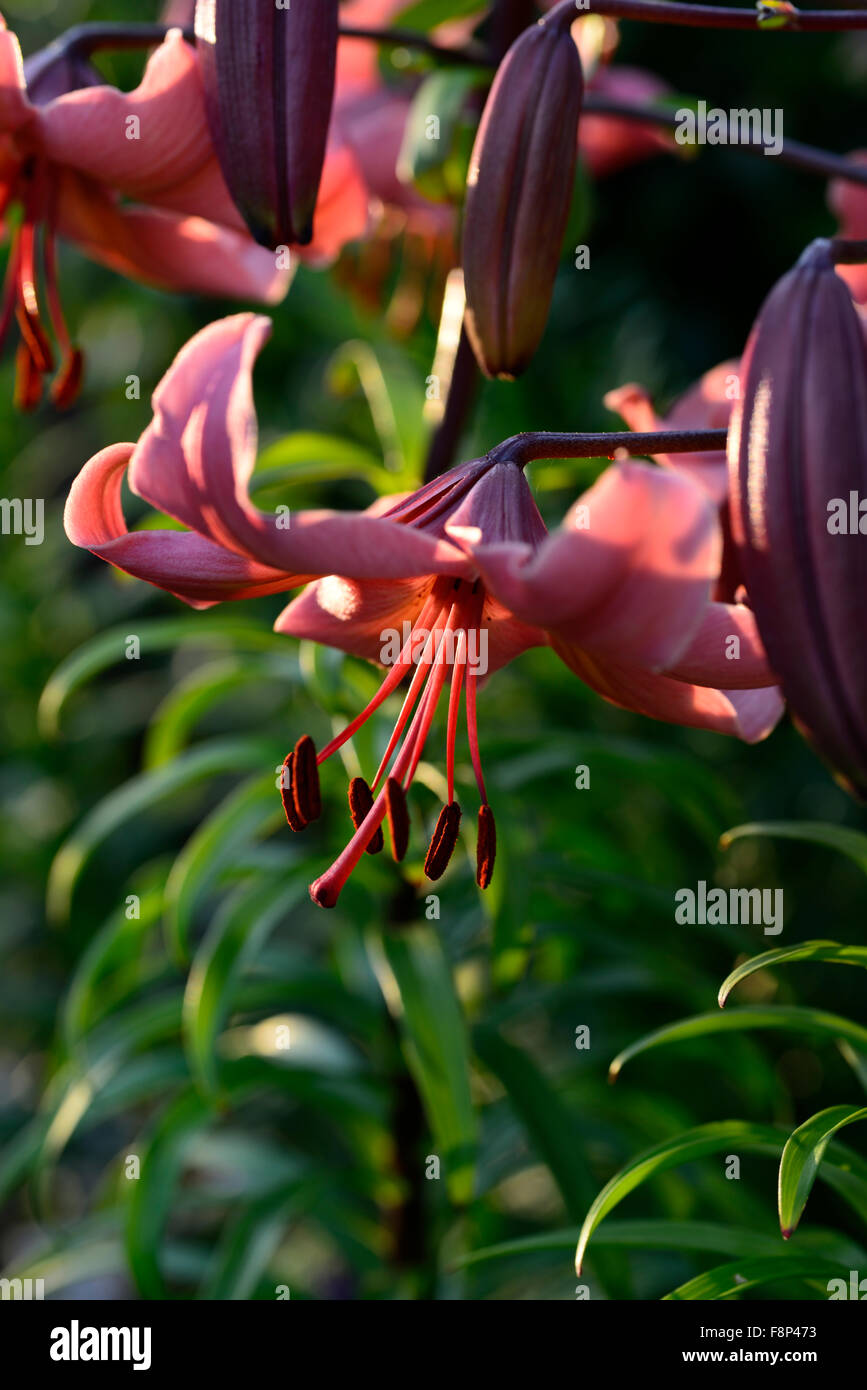 lilium pink flavour Asiatic Lilies lily downward facing flowers sunest